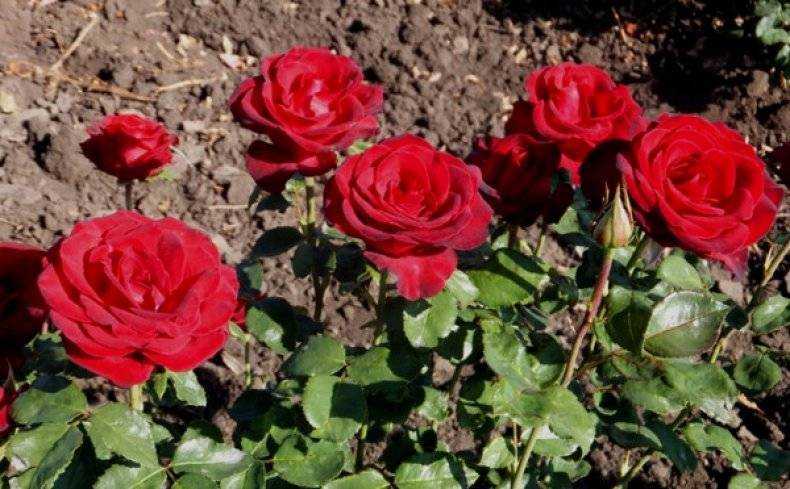 Роза «гранд аморе»: описание сорта, фото и отзывы