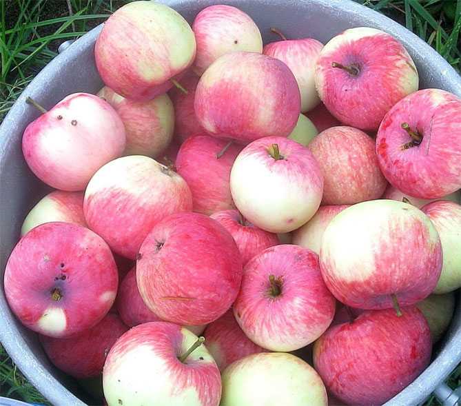 Сорт яблони «мельба»: описание, фото, отзывы дачников