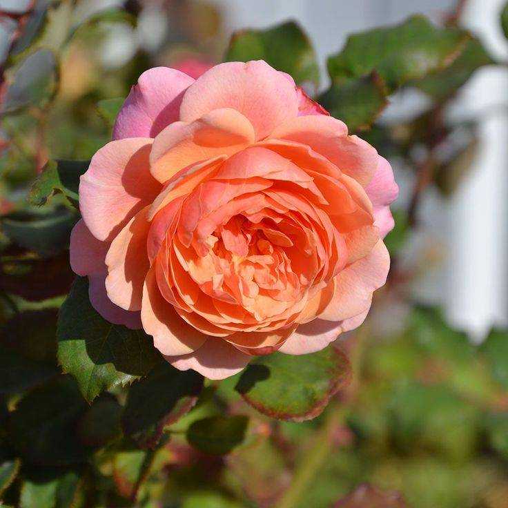 Роза эмильен гийо