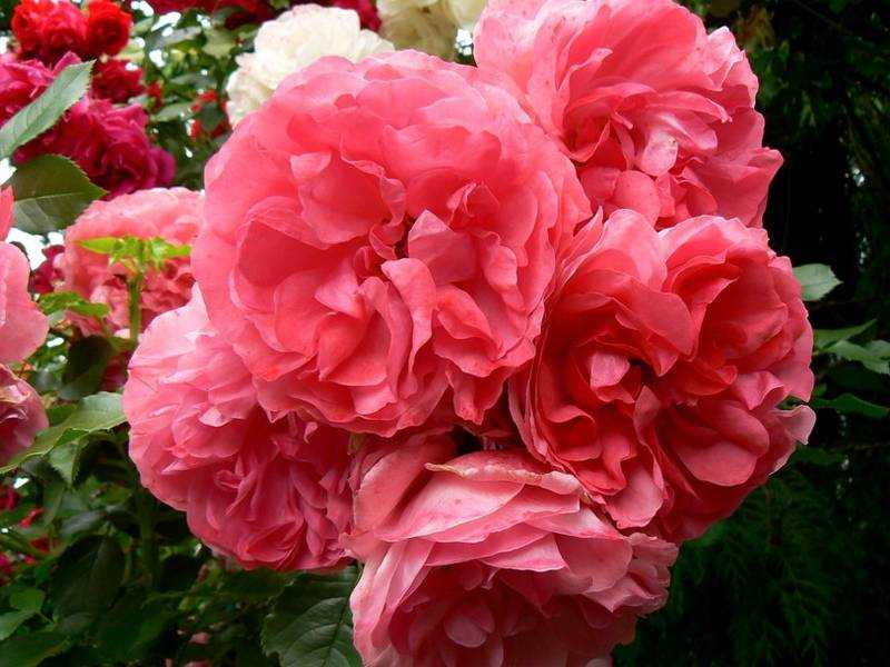 Плетистая роза розариум ютерсен – настоящий винтаж в вашем саду