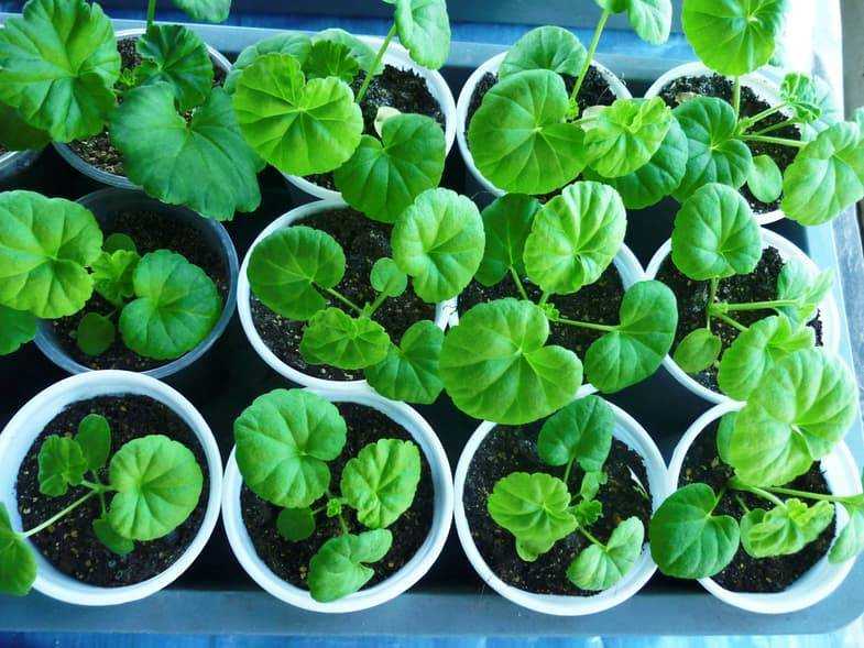 Выращивание рассады пеларгонии (герани) в домашних условиях: посадка и уход