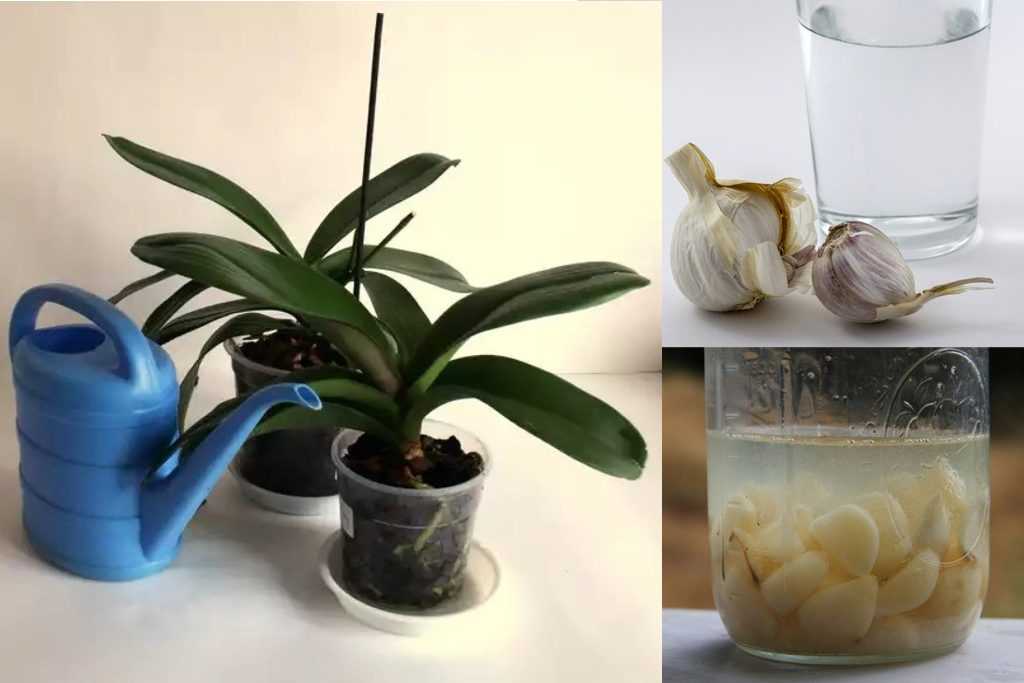 Янтарная кислота для орхидей: как применять для подкормки, инструкция, правила приготовления