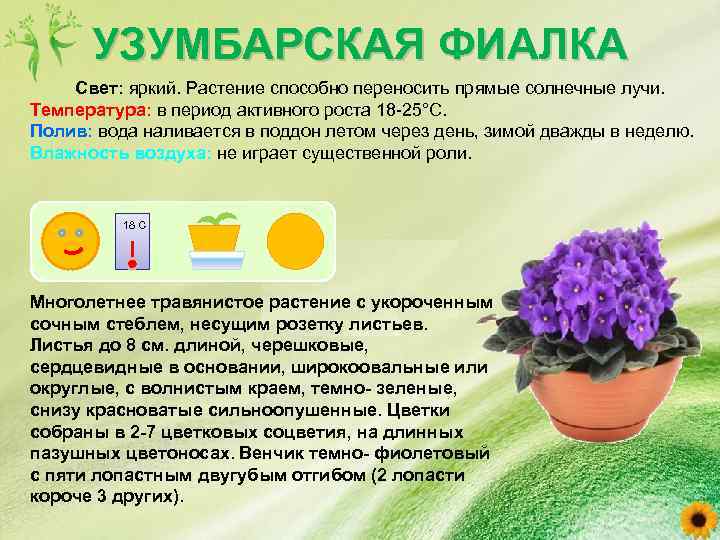 Комнатные цветы бромелия: что делать после цветения растения, бромелия де сапата