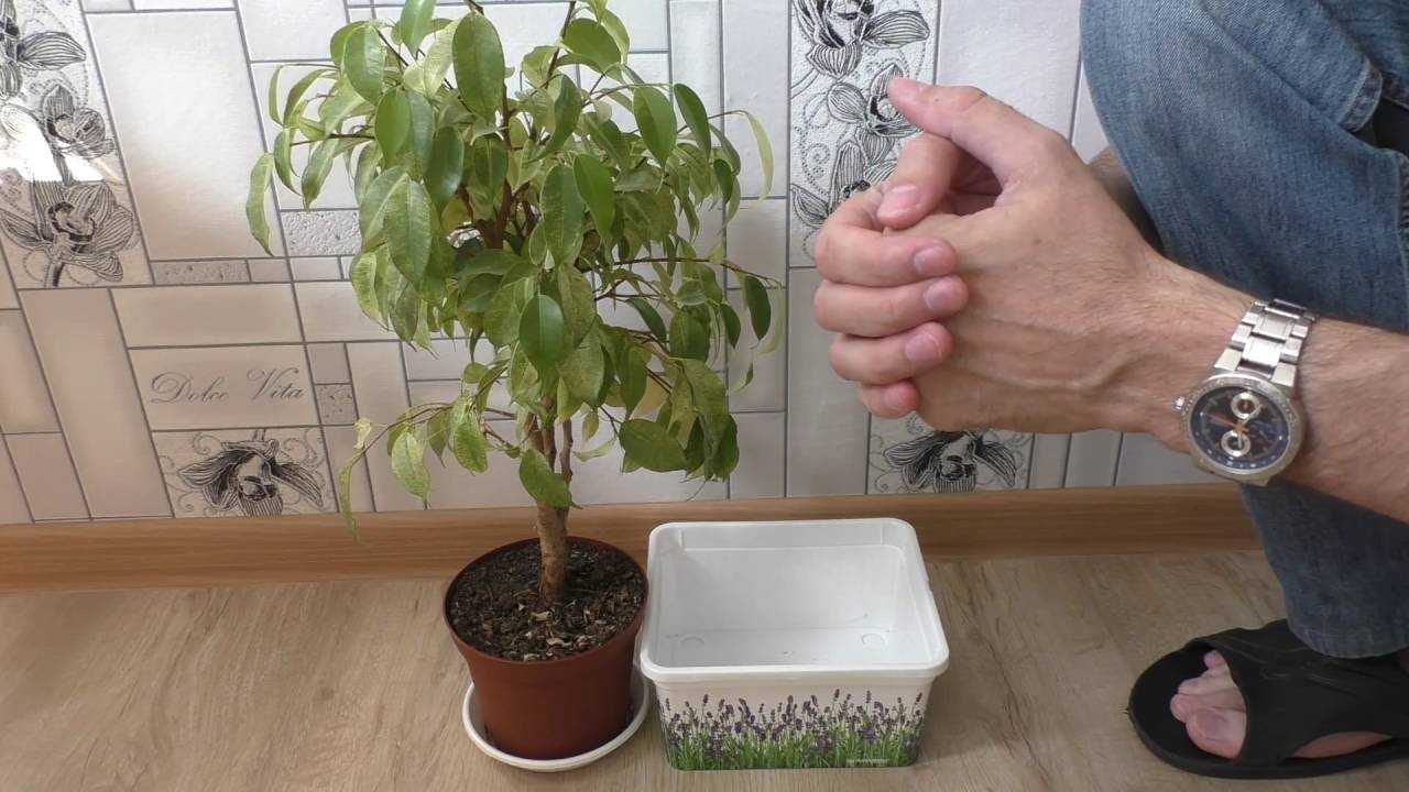 Выращивание фикуса мокламе: как посадить, ухаживать, удобрять, размножать
