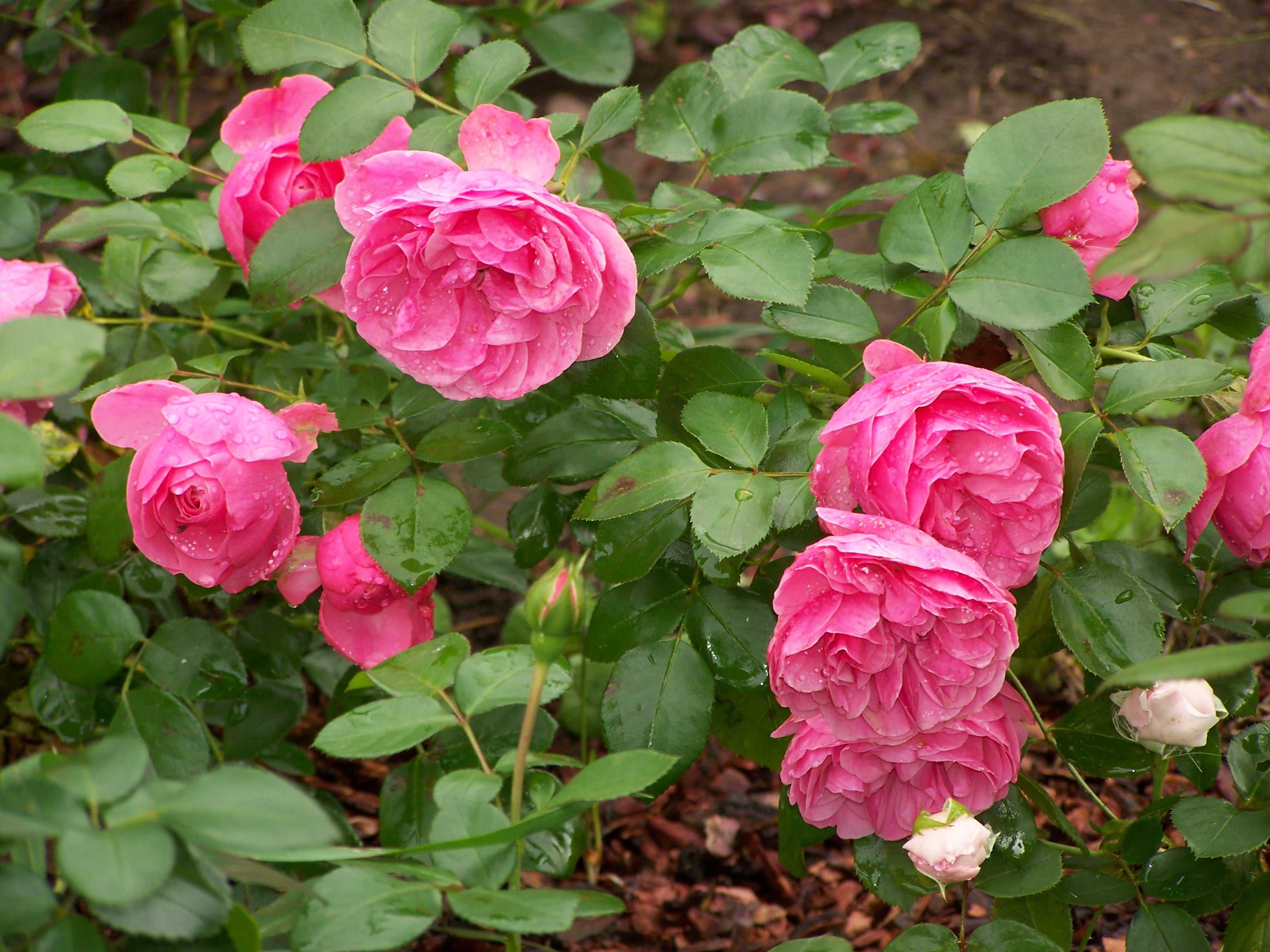 ᐉ топ-6 самых красивых роз флорибунда для средней полосы - hydrosad.ru