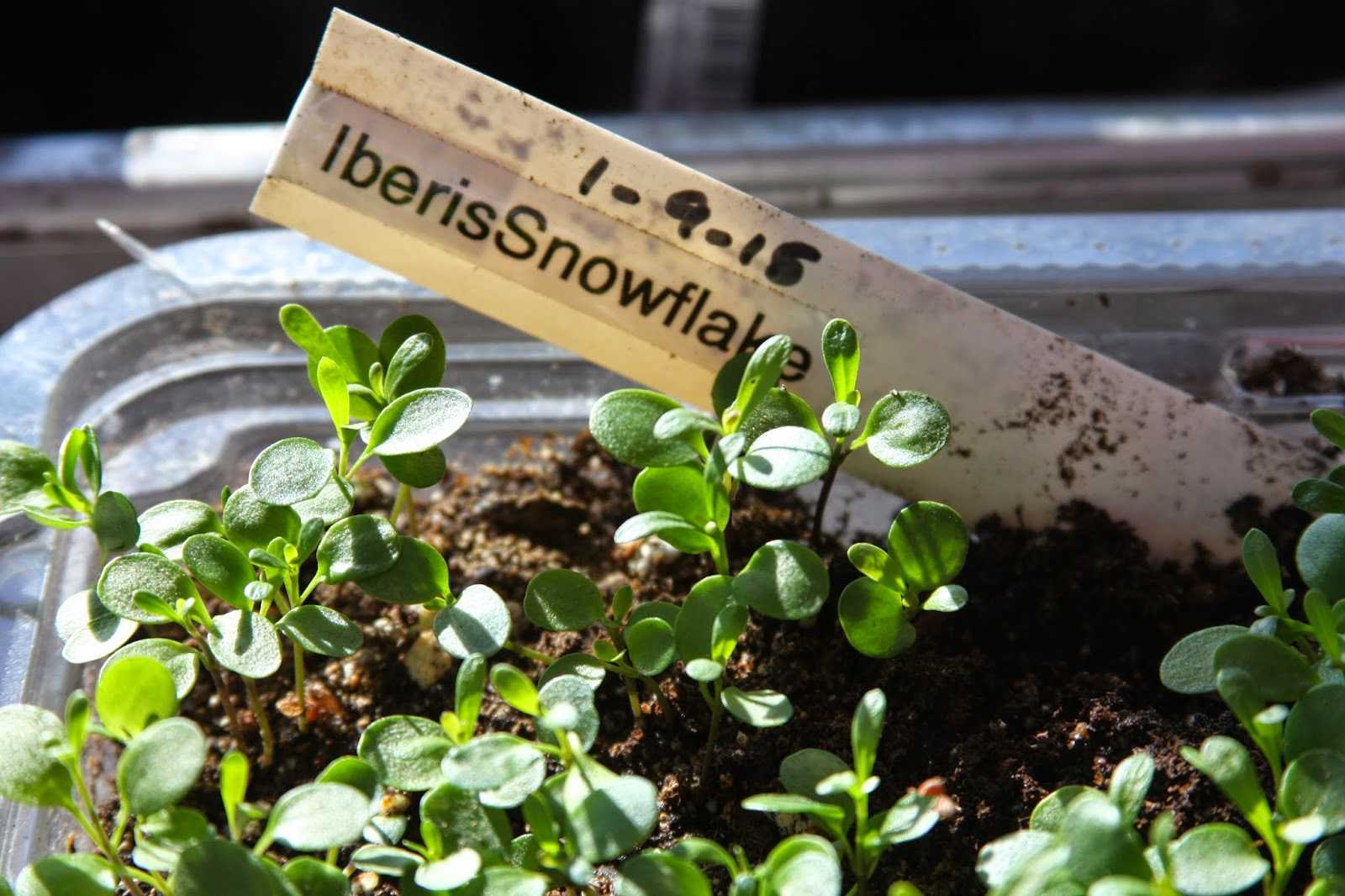 Вечнозеленые цветы иберис: посадка и уход, выращивание из семян