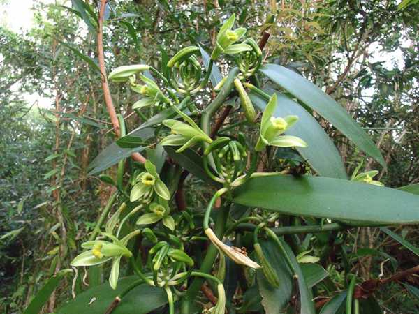 Ваниль выращивание орхидеи в домашних условиях, размножение