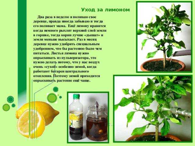Как вырастить лимон из косточки в домашних условиях, правила выращивания, фото