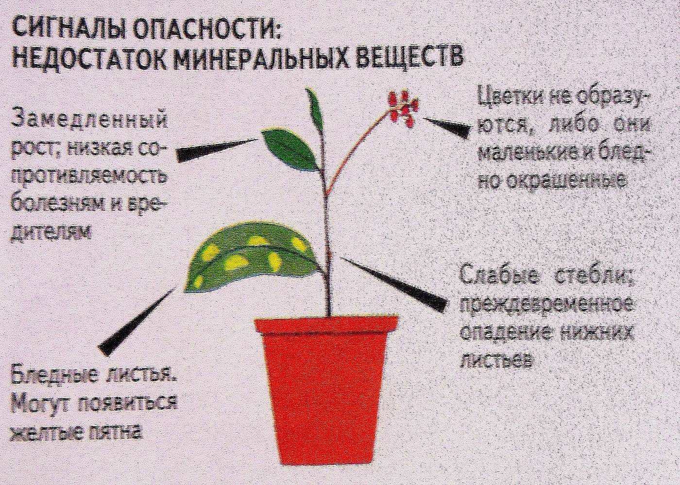 Как вырастить бальзамин из семян: пошаговая инструкция