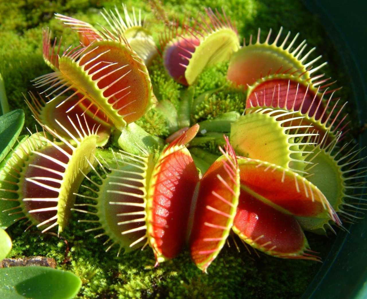 Хищные растения - список растений хищников с фото