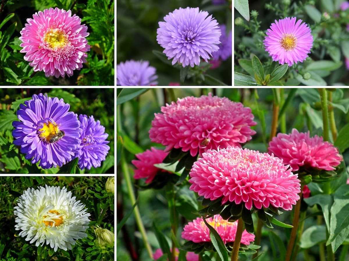 Астра - цветок многолетний. описание, уход и выращивание