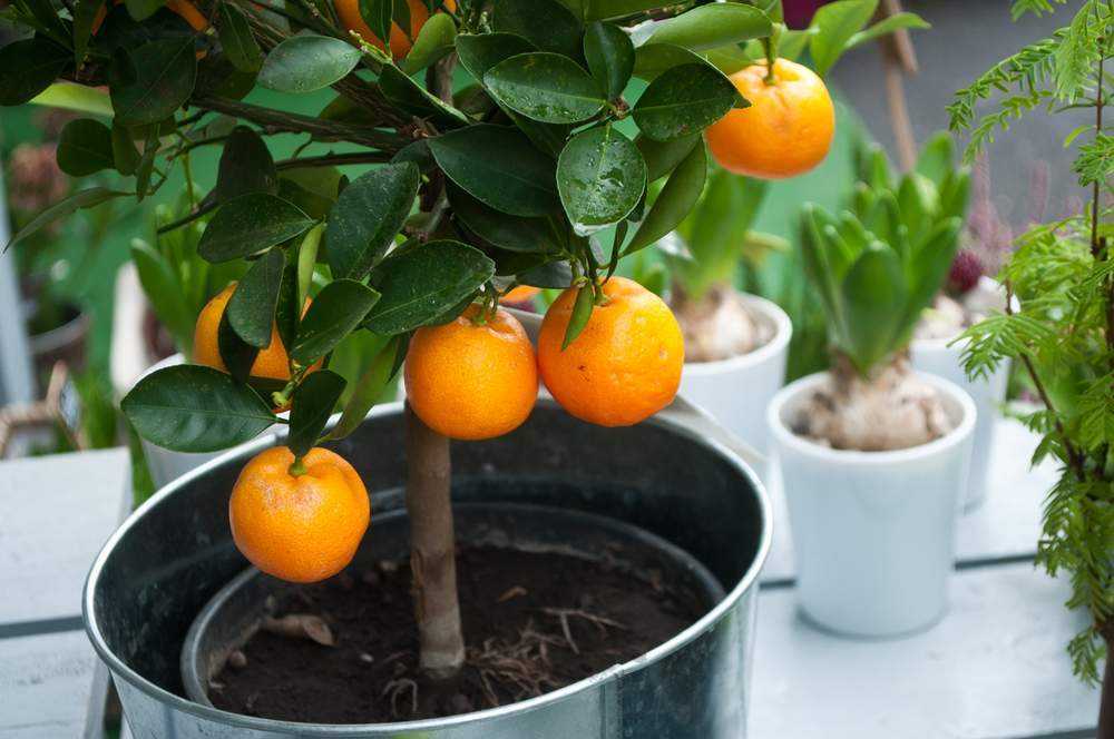 Как вырастить в горшке апельсин — апельсиновое дерево в домашних условиях Описание популярного сорта апельсинового дерева вашингтон навел Основы правильного ухода за растением дома, руководство по выращиванию из косточки