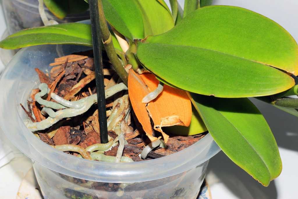 Как понять и помочь орхидее, сбрасывающей нераспустившиеся бутоны?