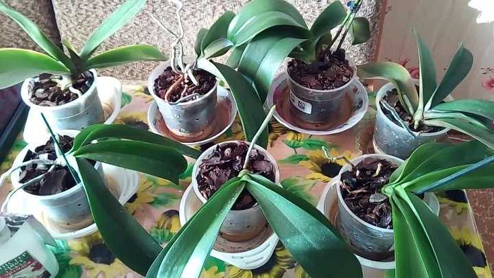 Чесночная вода для орхидей: как правильно приготовить и применять