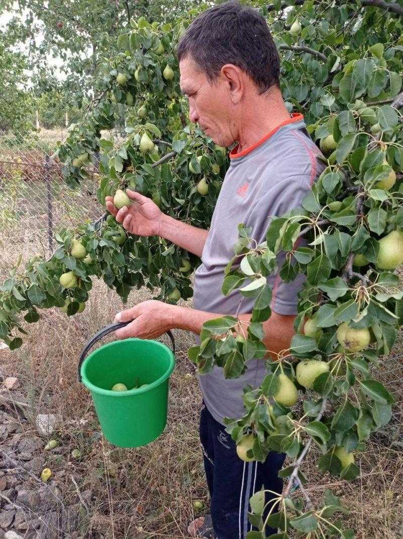 Выращивание яблони и груши: основные правила ухода | cельхозпортал