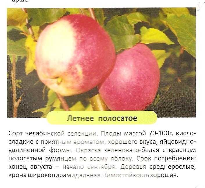 Мельба – сорт яблок: описание, фото, отзывы