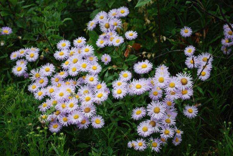 Мелколепестник (эригерон) – фото цветка, посадка и уход в саду, описание сортов