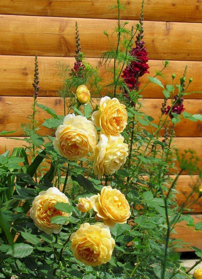 Роза голден селебрейшен (golden celebration): описание сорта, варианты применения в ландшафте + посадка, уход и отзывы