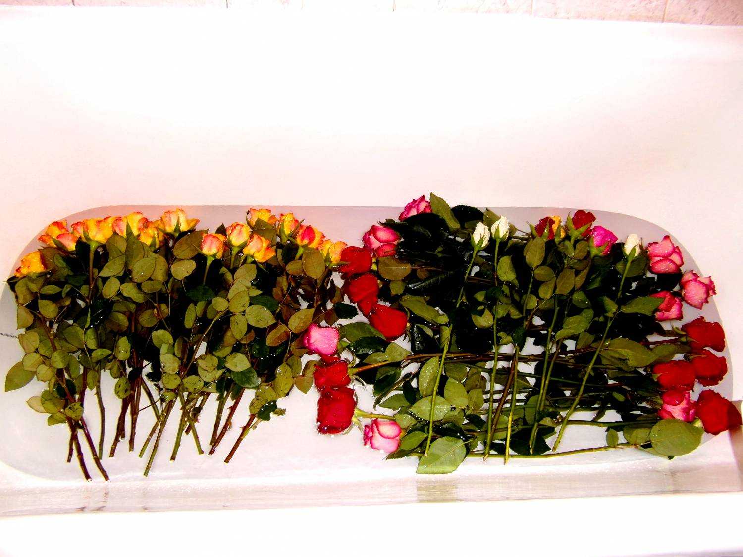 Как реанимировать розы в букете в домашних условиях