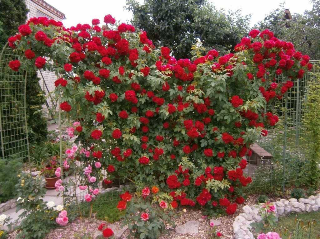 Все о посадке и выращивании плетистой розы фламентанц: советы специалистов