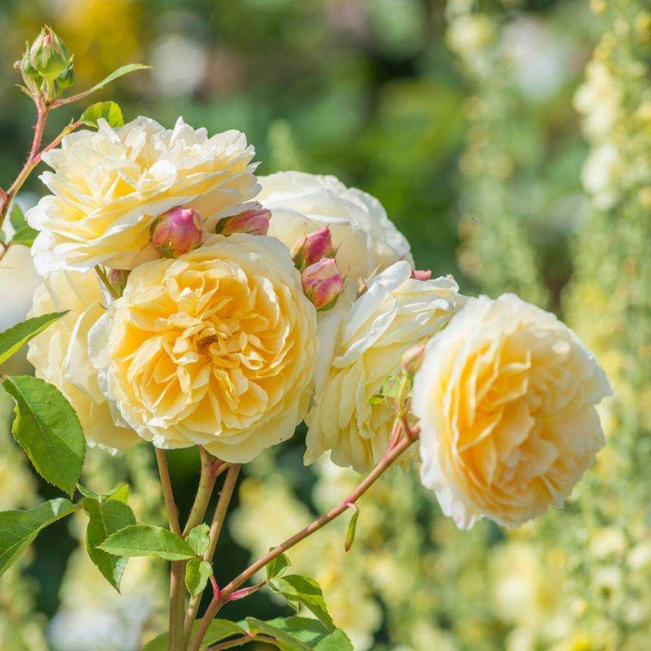 Пионовидные розы: фото, описание. размножение, выращивание