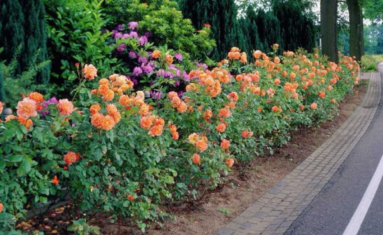 Роза парковая «вестерленд»: фото и описание, посадка и уход, обрезка