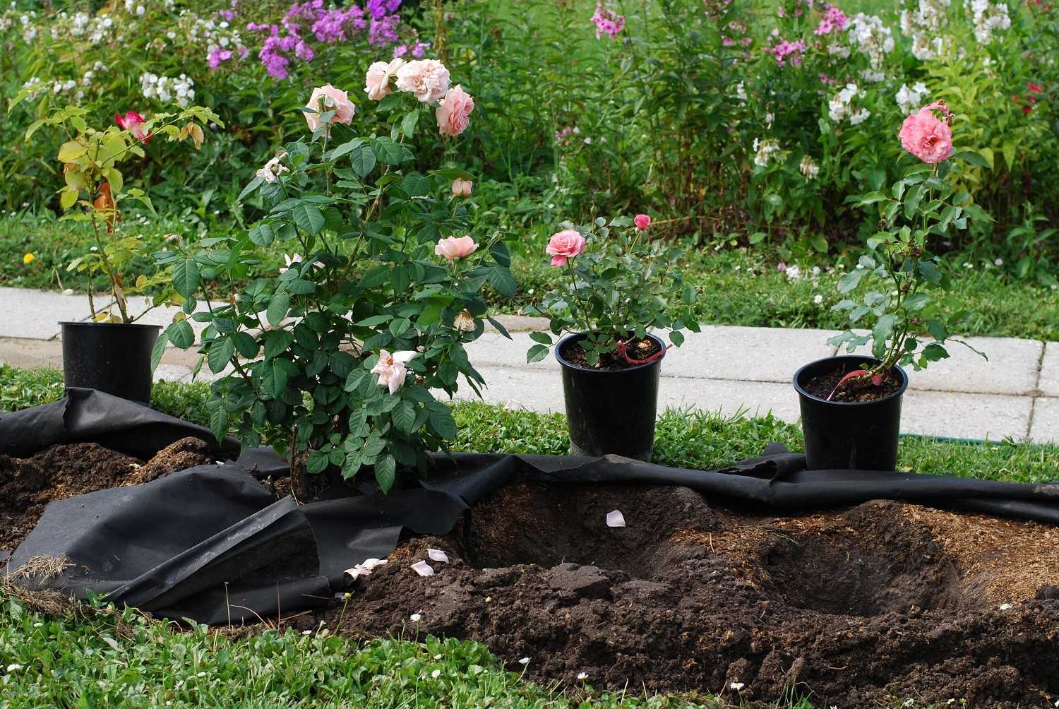 Как правильно сажать розы в открытый грунт: пошаговая инструкция, рекомендации бывалых садоводов