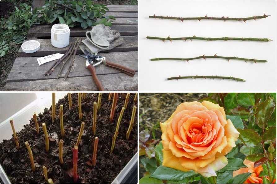 Чайно-гибридные розы – как вырастить сильное растение в саду?