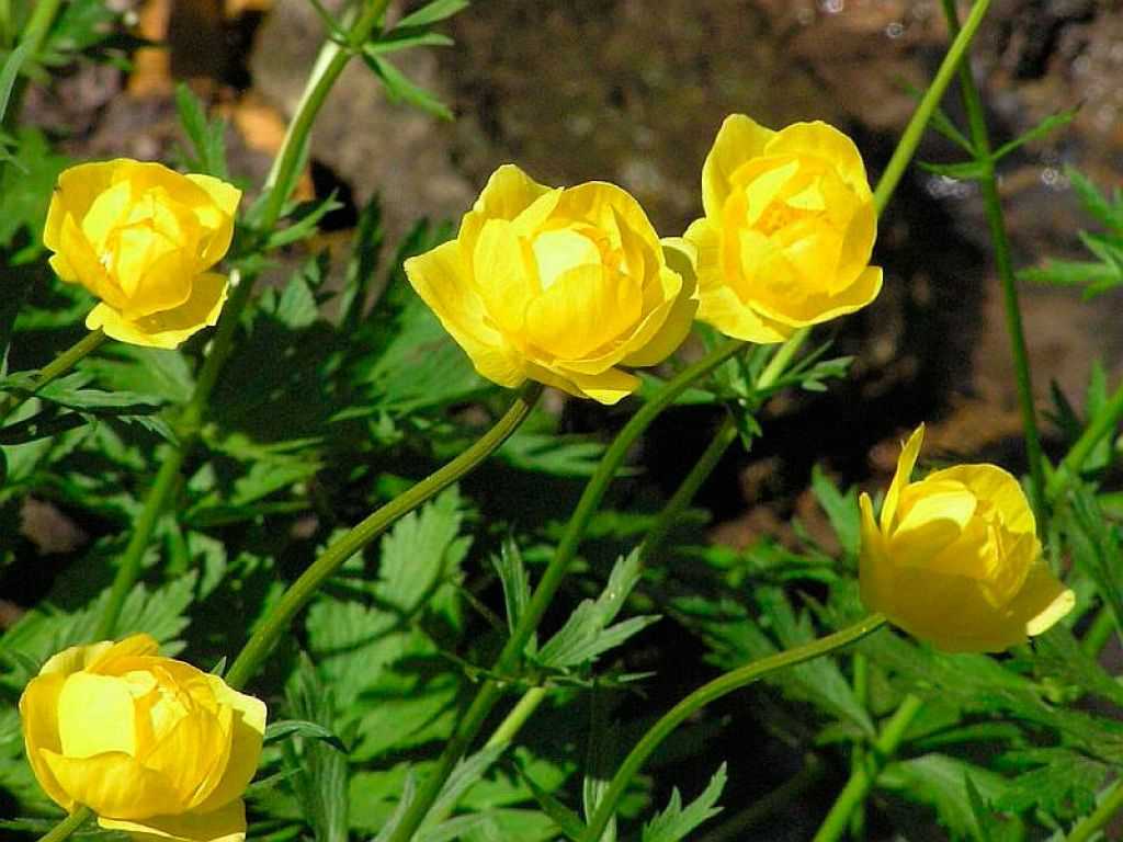 Садовые желтые цветы многолетники: названия и фото, высокие и низкорослые