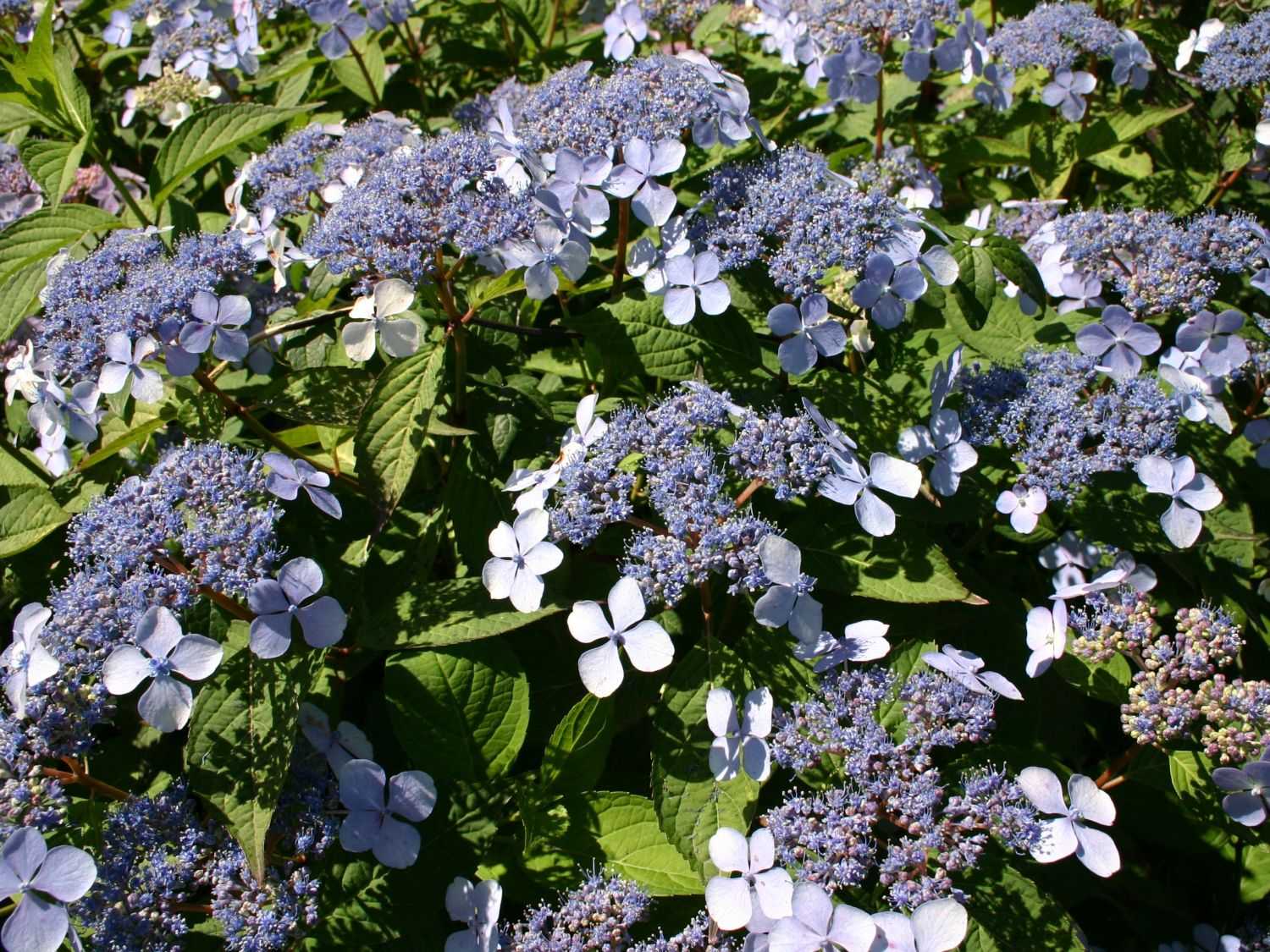 Голубые гортензии (блю): как ухаживать за крупнолистными сортами с синими цветами