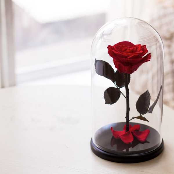 Волшебный подарок – долговечная живая роза под колбой