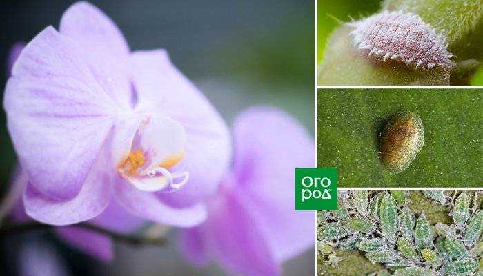 Мошки в орхидеях: как избавиться в домашних условиях и чем обработать
