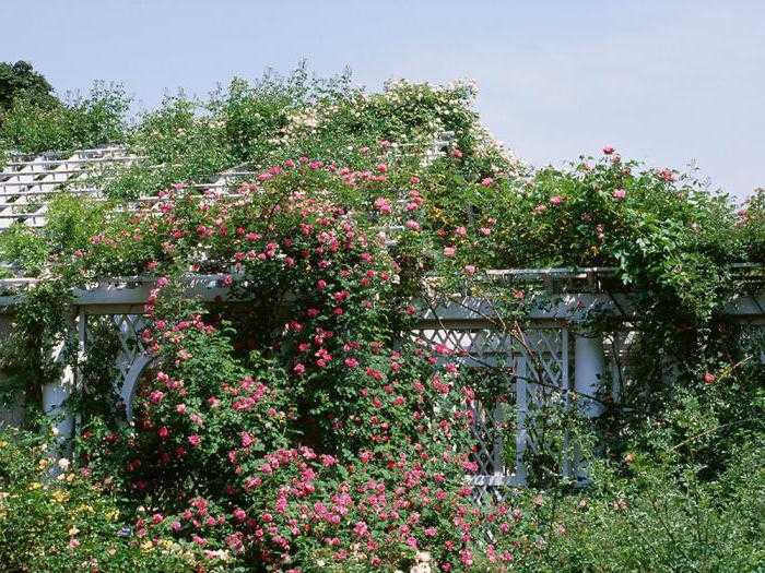 Плетистая роза сорта «хендель» (описание, отзывы, посадка, условия выращивания)