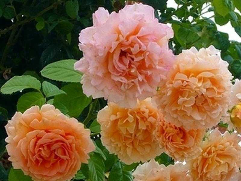Плетистая роза полька описание сорта и особенности віращивания