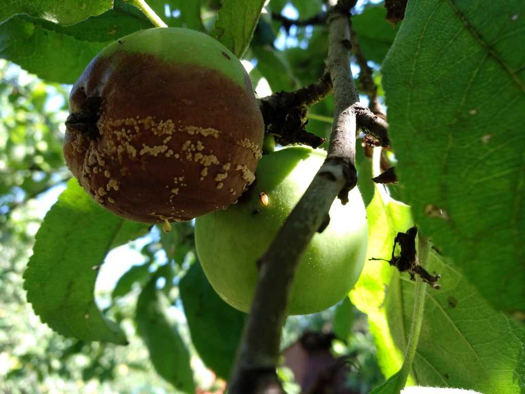 ᐉ почему опадают яблоки с яблони раньше поспевания? - zooshop-76.ru