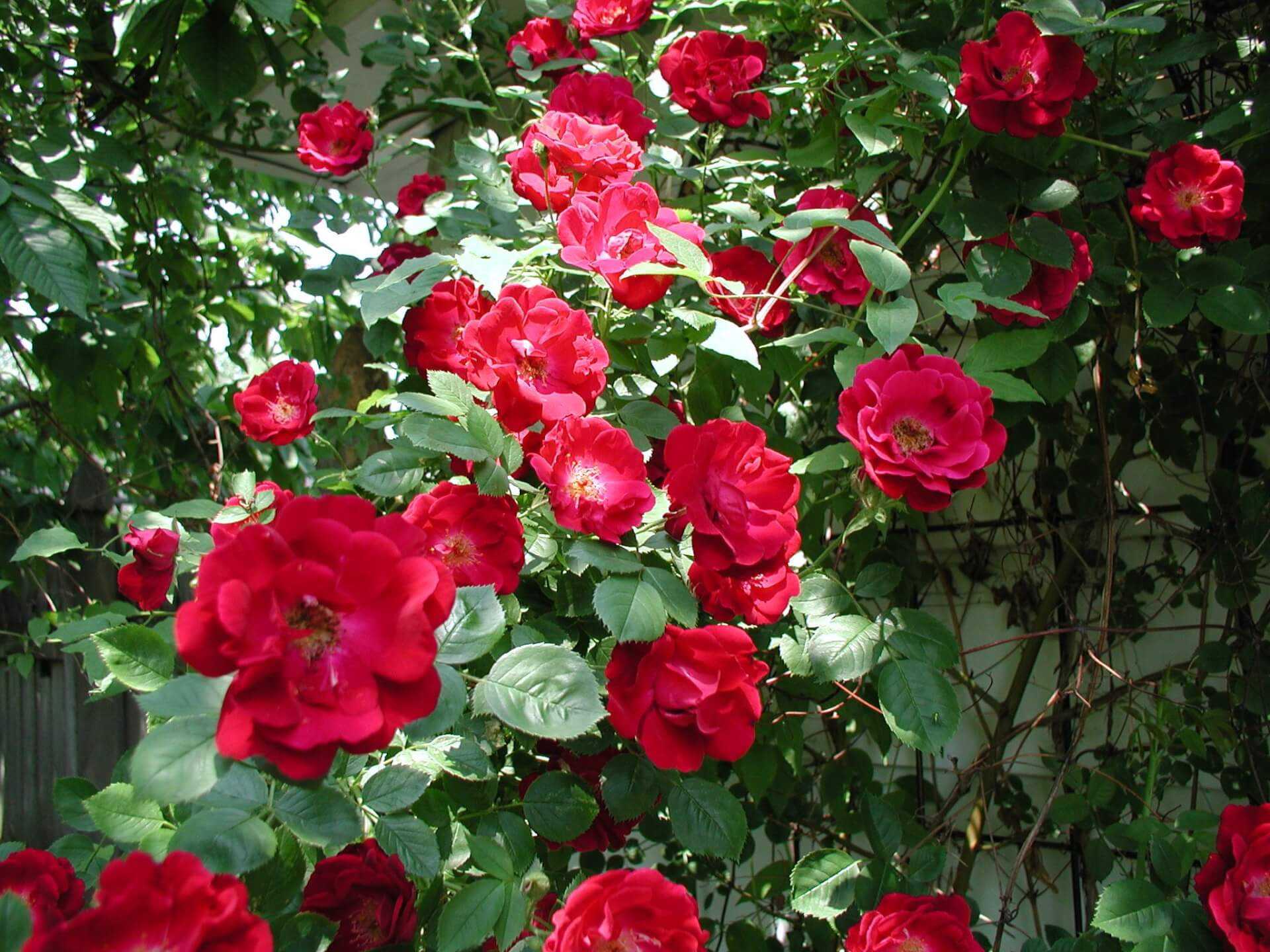 Плетистая роза "дон жуан" (описание сорта, отзывы, уход, фото)