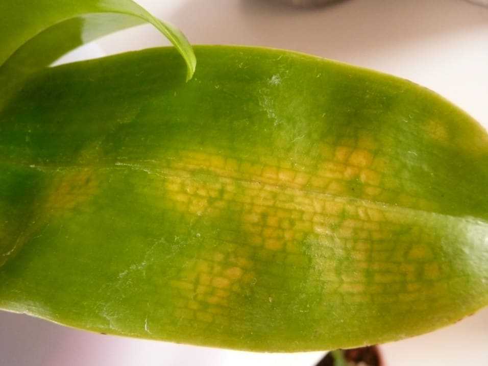 Черные точки на листьях орхидеи - аграрный справочник