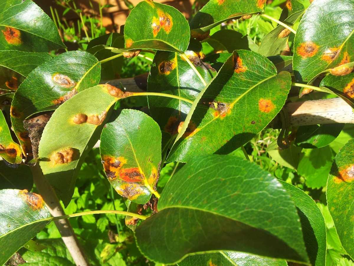 Болезни груши: оранжевые пятна на листьях и наросты, бурые и рыжие точки