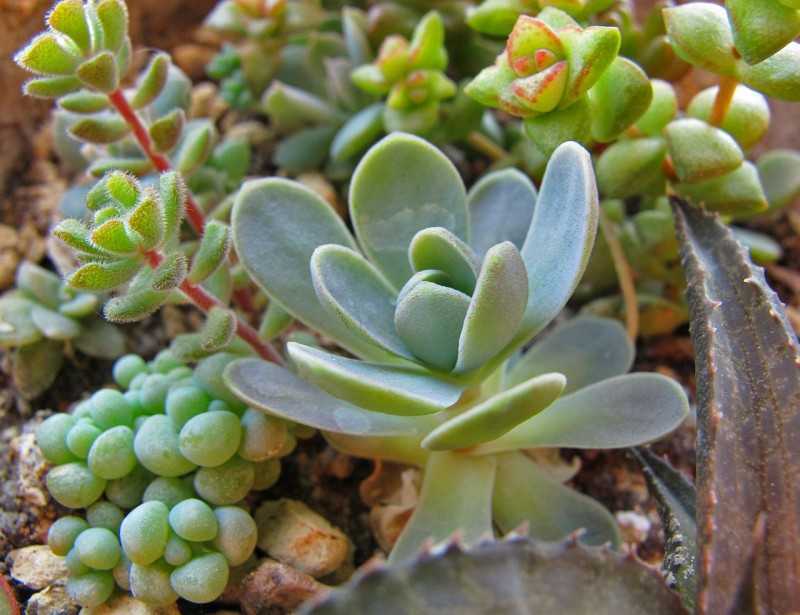 Суккуленты для сада: фото с названиями, посадка и уход, выращивание на альпийской горке