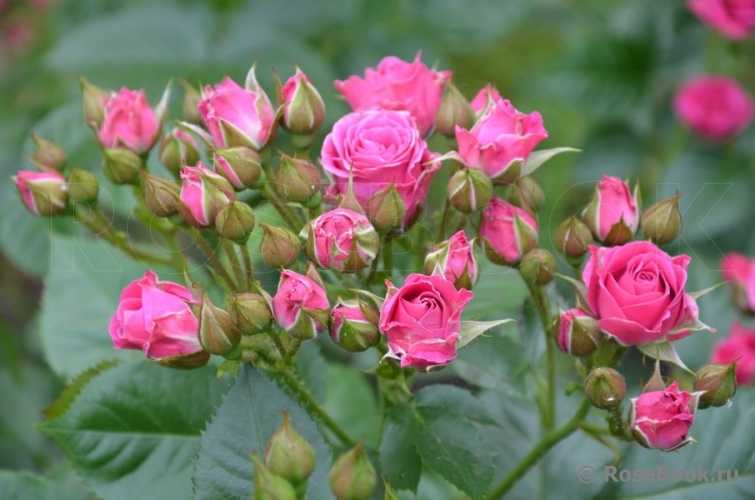 Роза лавли лидия — описание, правила посадки и ухода за растением