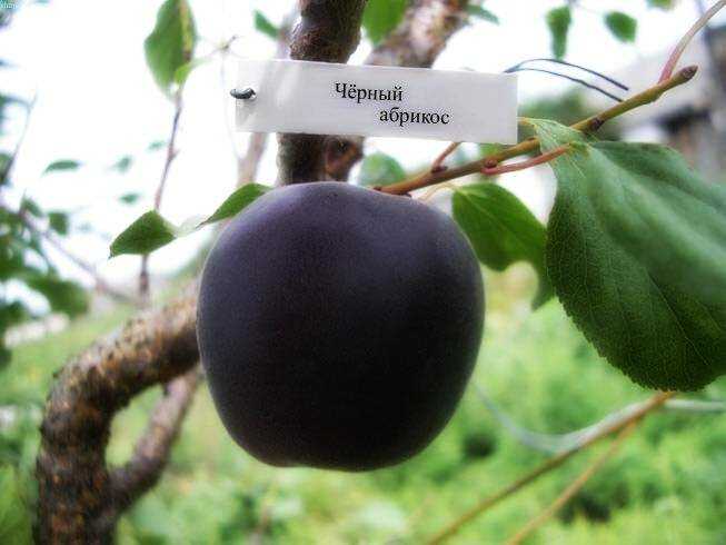 Черный абрикос «черный принц»: описание сорта, особенности выращивания и отзывы