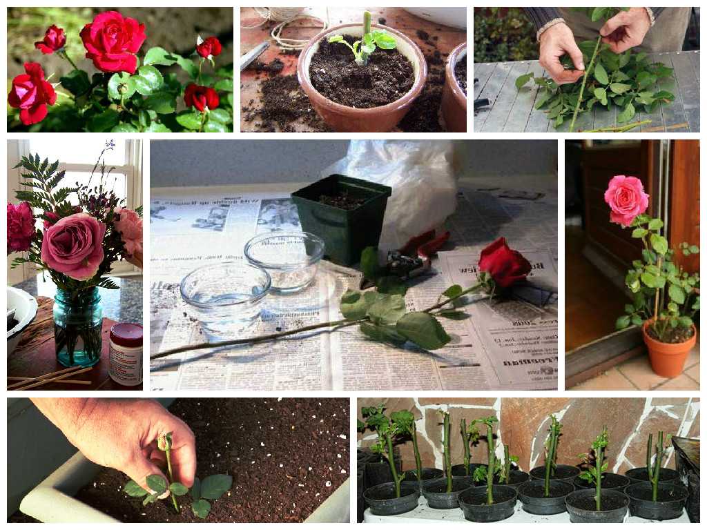 Черенкование роз – 7 простых способов получить новый куст королевы сада - цветочки
                                             - 3 ноября
                                             - 43338624105 - медиаплатформа миртесен