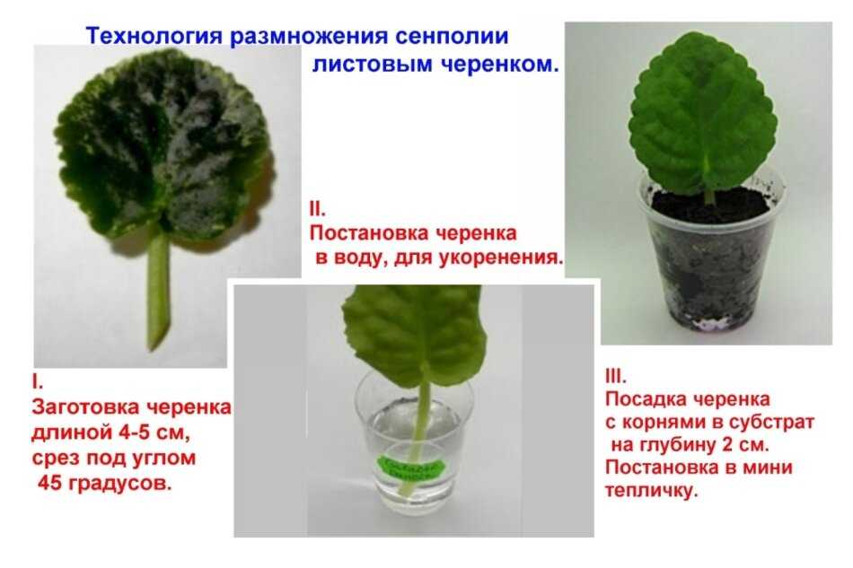 Размножение фиалок (сенполий) в домашних условиях листом, цветоносом и другими способами, пошагово с фото