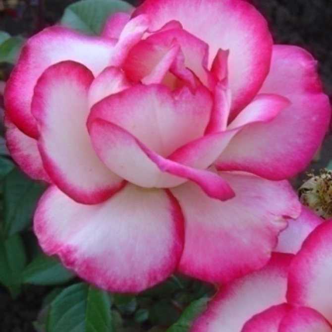Плетистая роза хендель (handel): описание вида, особенности посадки и ухода