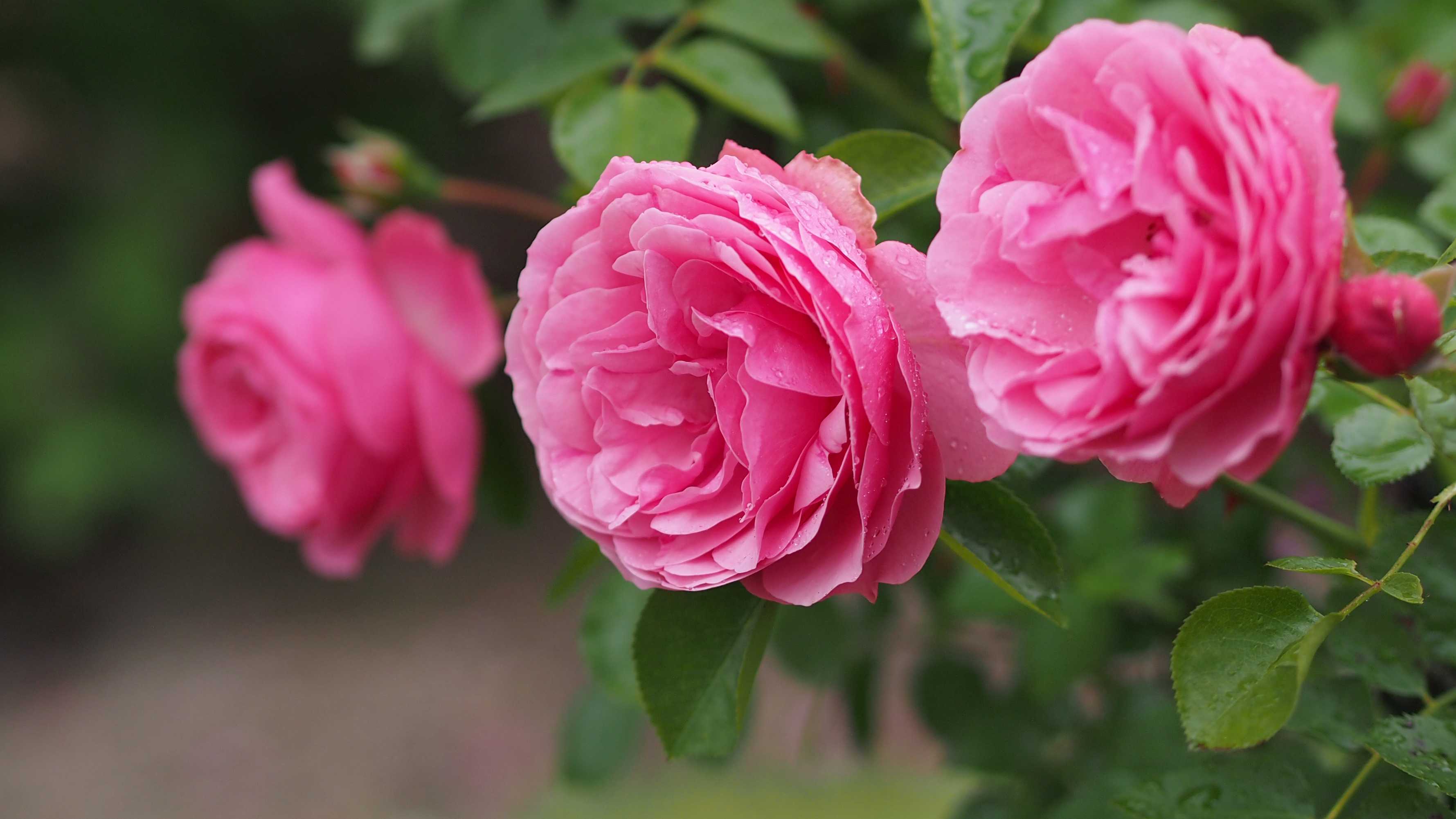 Английская полиантовая роза флорибунда leonardo da vinci (леонардо да винчи)