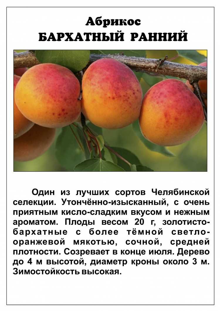 Особенности сорта абрикоса лель