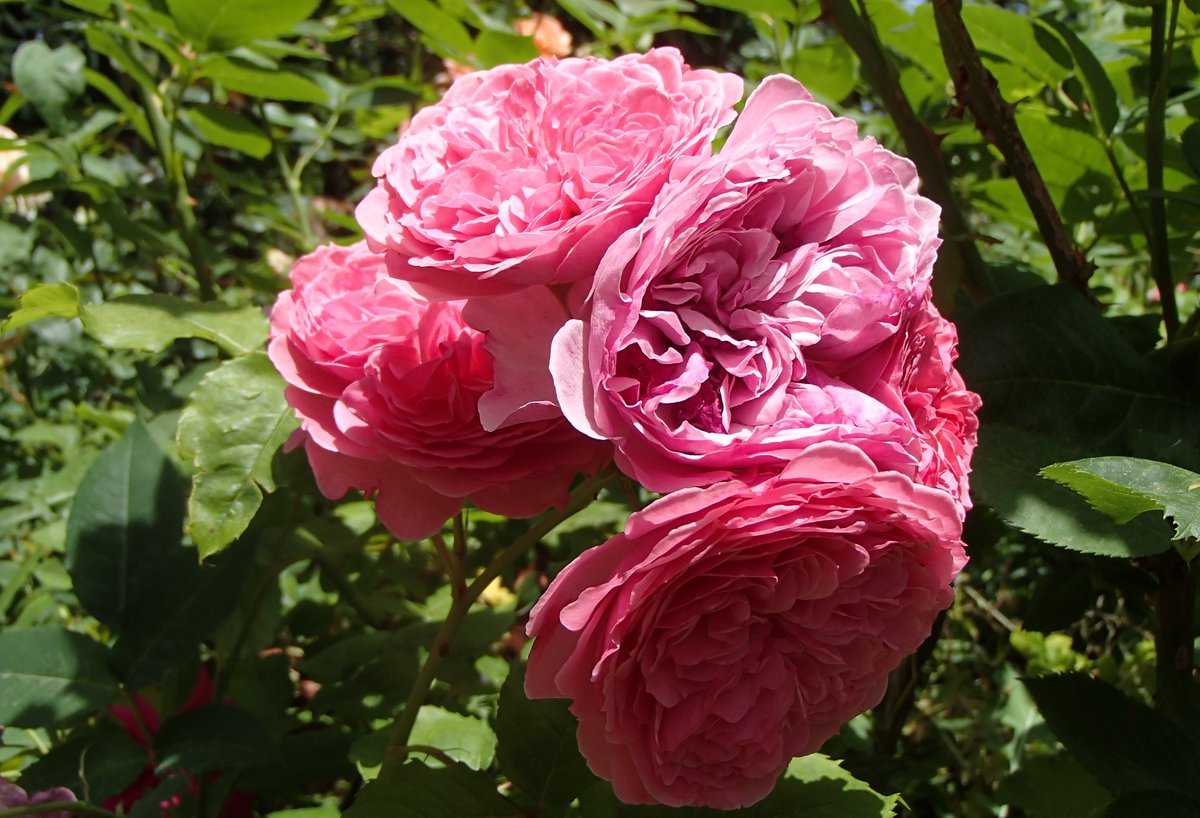 Роза розариум ютерсен: описание, фото и отзывыкомнатные цветы и растения, уход за ними в домашних условиях