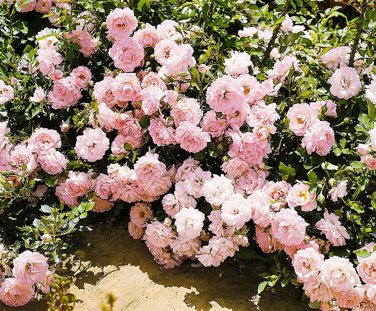Роза Морсдаг Morsdag — что это за сорт, цветовые разновидности почвопокровного растения, как выглядят Особенности выращивания миниатюрной полиантовой розы, как ухаживать, правила полива и подкормки