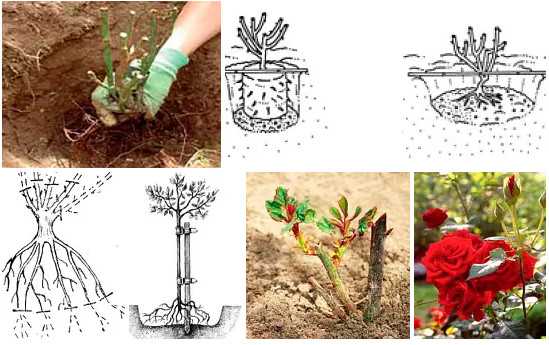 Как сажать розы в открытый грунт весной и осенью: простой способ