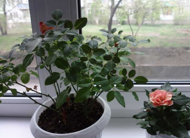 Адаптация комнатных роз
